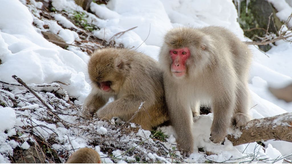 Парк снежных обезьян Дзигокудани