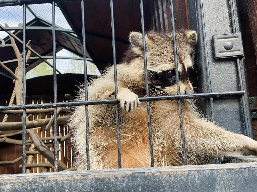 Зоопарк Лимпопо в Нижнем Ногороде