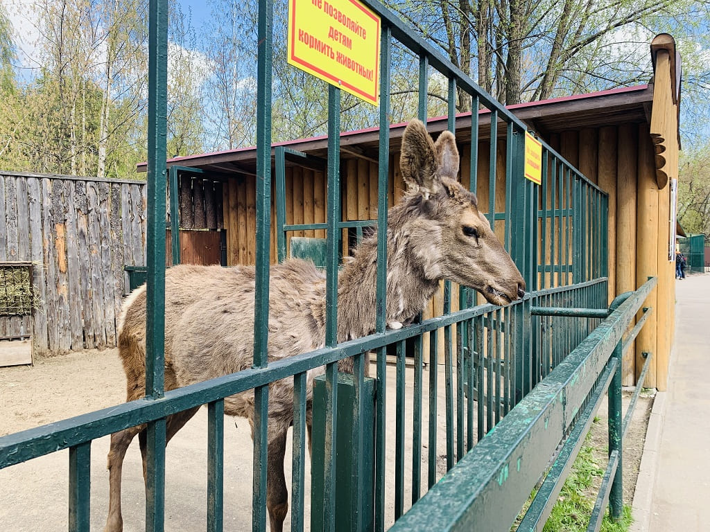 Зоопарк Лимпопо в Нижнем Ногороде