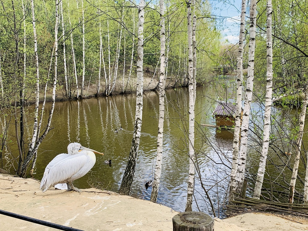 Зоопарк Лимпопо в Нижнем Ногороде