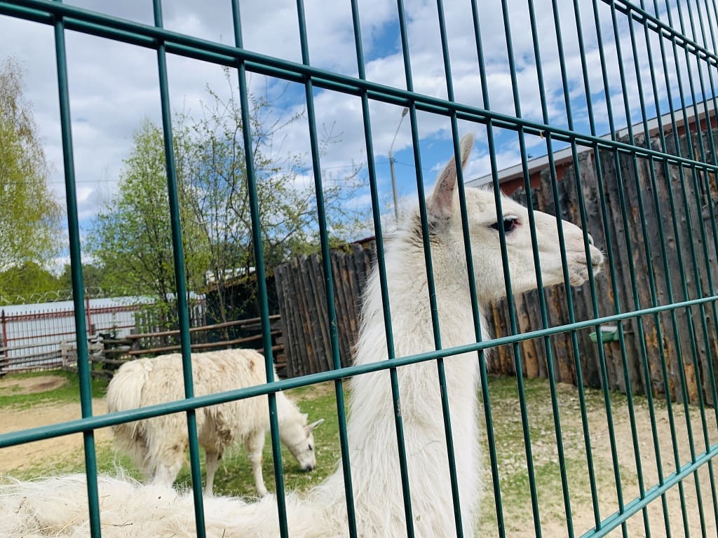 Зоопарк Лимпопо в Нижнем Ногороде