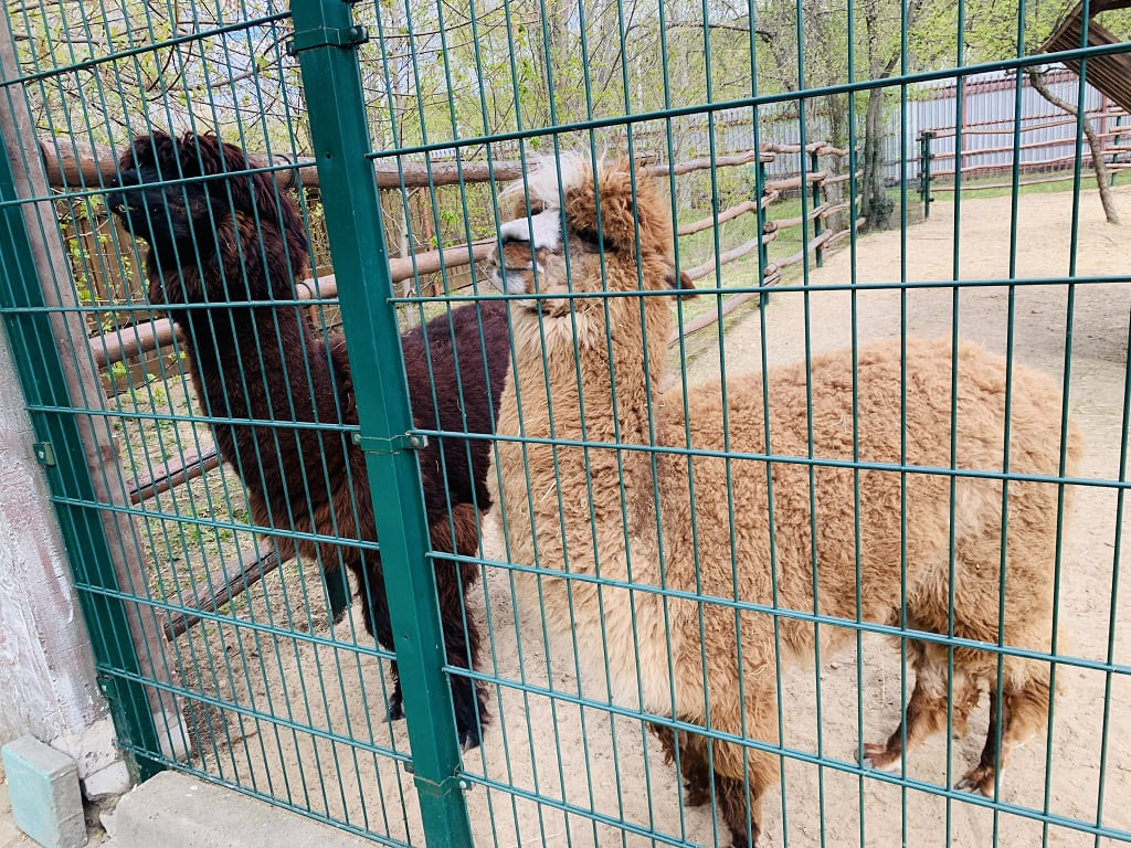 Зоопарк Лимпопо в Нижнем Ногороде